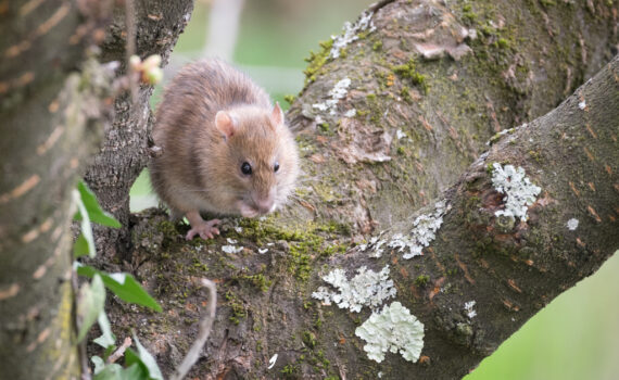 Rat brun / Rattus norvegicus