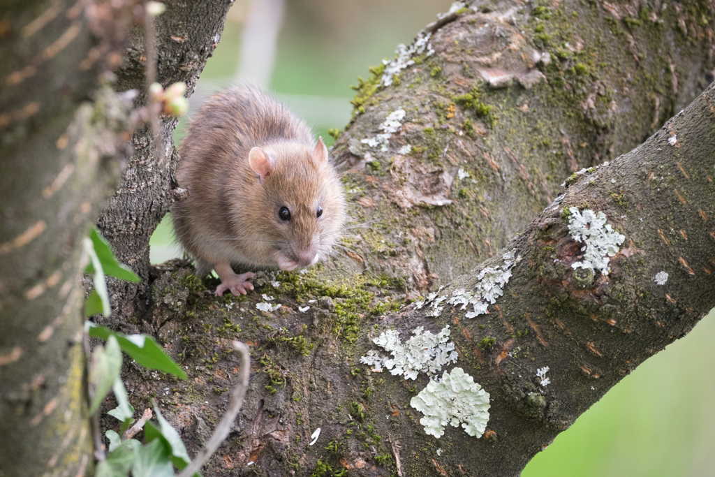 Rat brun / Rattus norvegicus