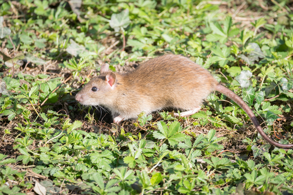 Rat brun / Rattus norvegicus