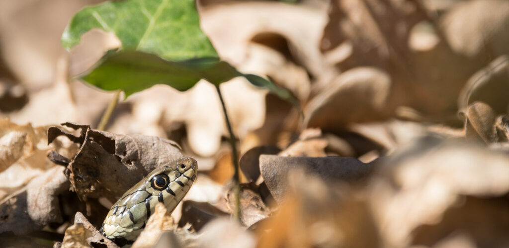 Couleuvre à collier / Natrix natrix