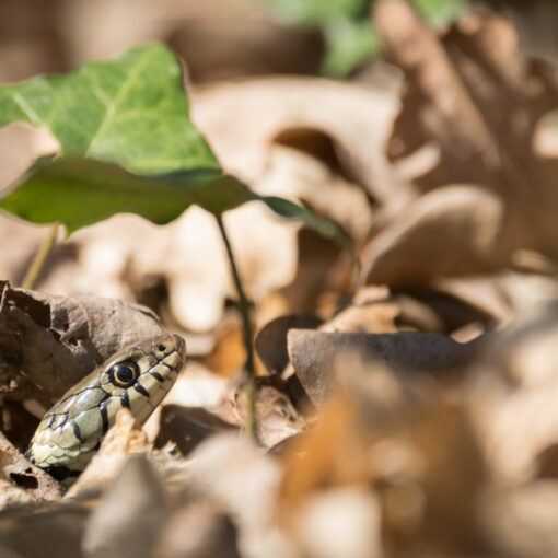 Couleuvre à collier / Natrix natrix