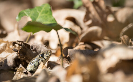Couleuvre à collier / Natrix natrix