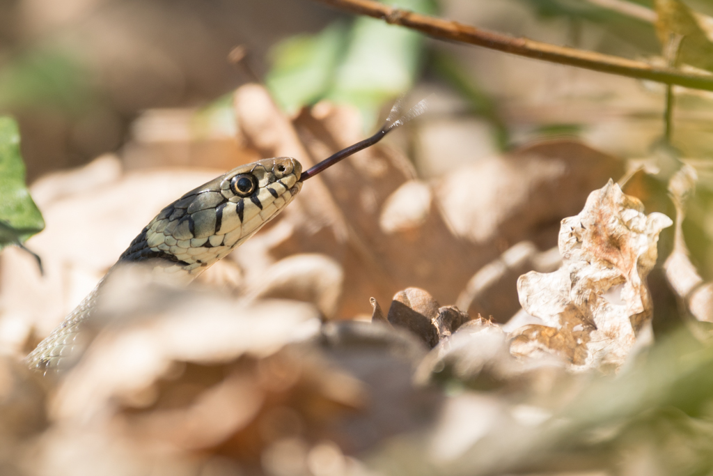 Couleuvre à collier / Natrix natrix