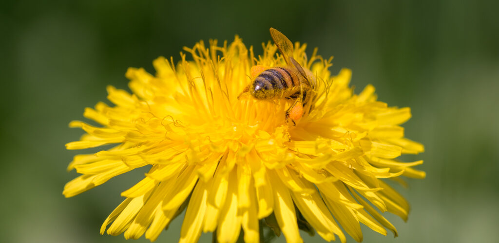 Abeille domestique / Apis Mellifera