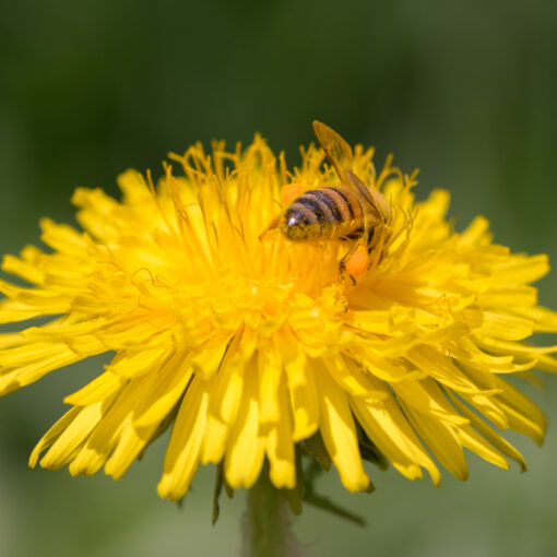 Abeille domestique / Apis Mellifera