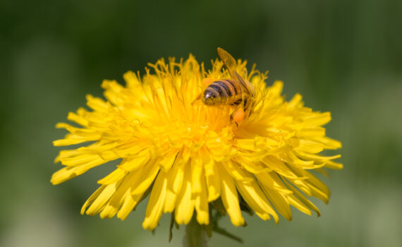 Abeille domestique / Apis Mellifera