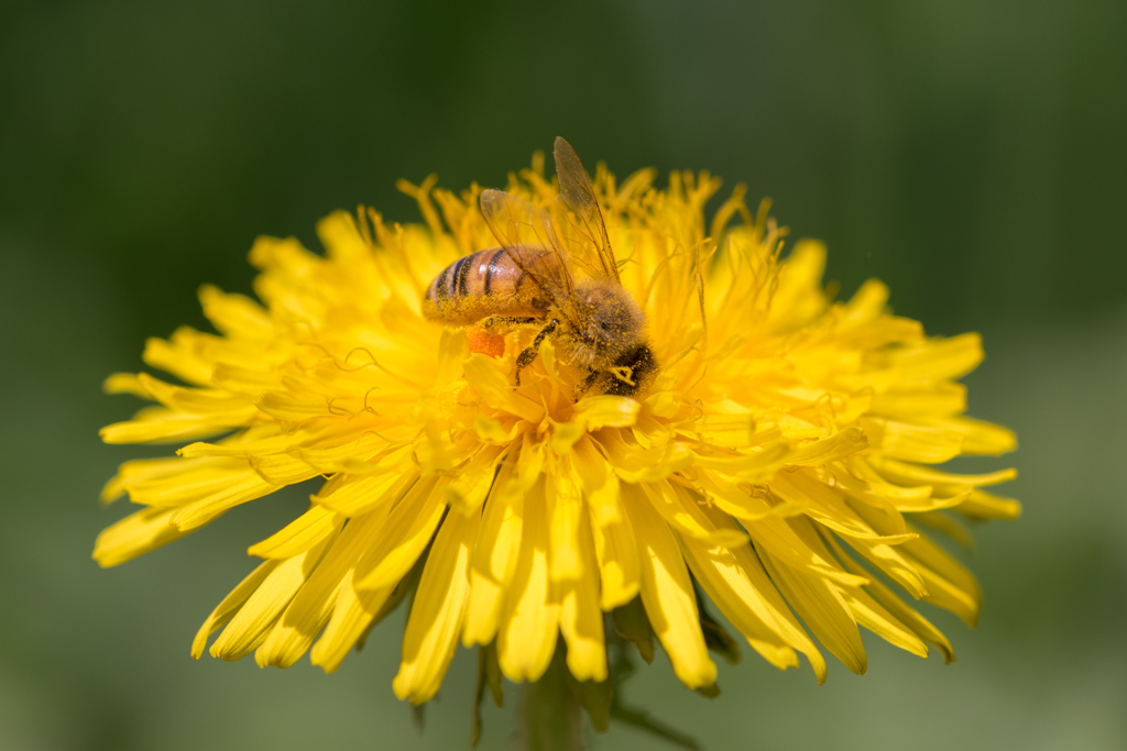Abeille domestique / Apis Mellifera