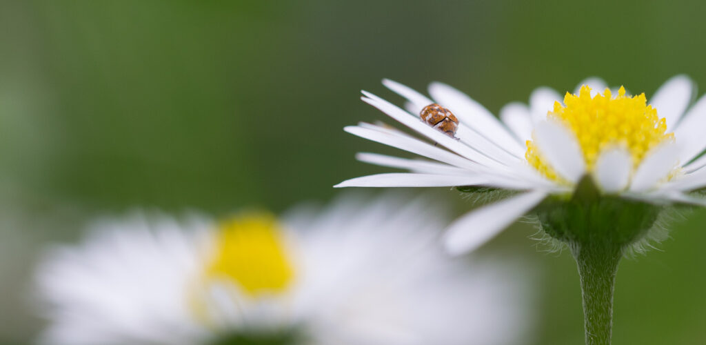 Pâquerette / Bellis Perennis