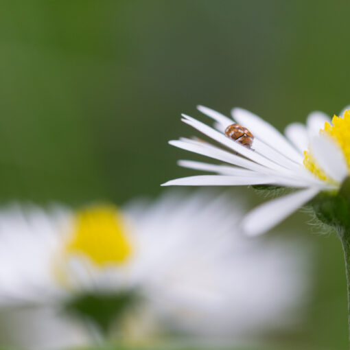 Pâquerette / Bellis Perennis