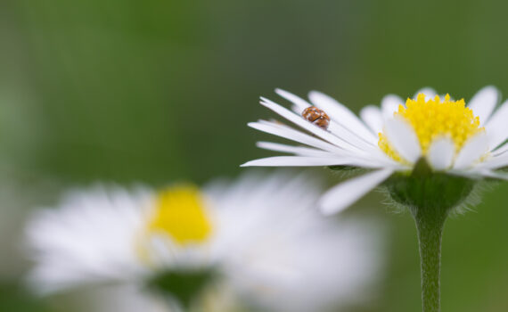 Pâquerette / Bellis Perennis
