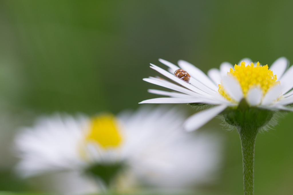 Pâquerette / Bellis Perennis