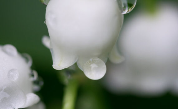 Muguet / Convallaria majalis