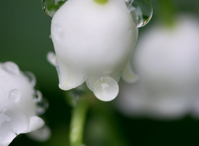 Muguet / Convallaria majalis