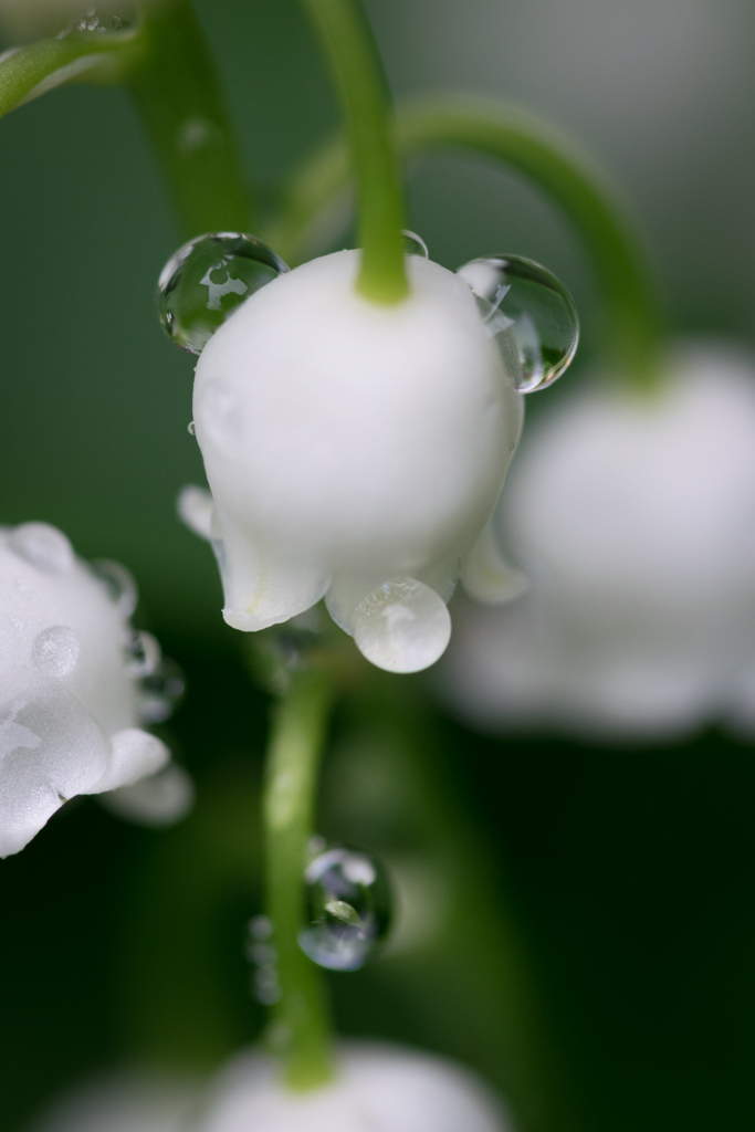 Muguet / Convallaria majalis