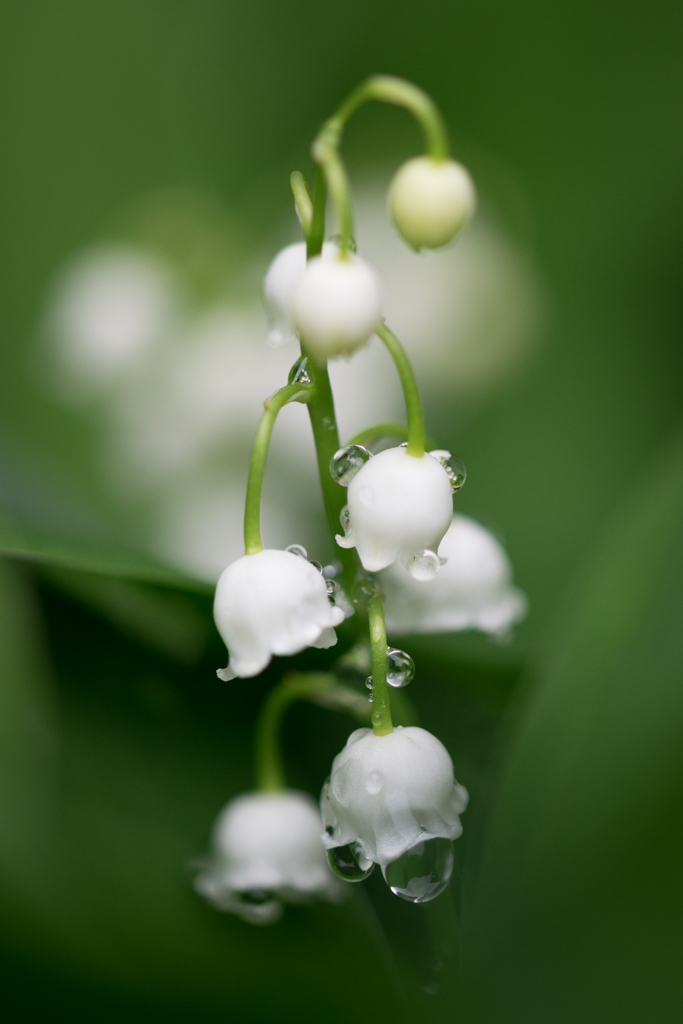 Muguet / Convallaria majalis