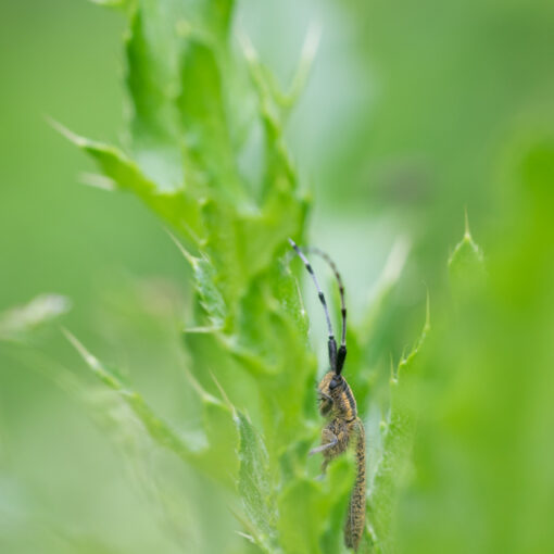 Agapanthie de l'Asphodélie / Agapanthia asphodeli