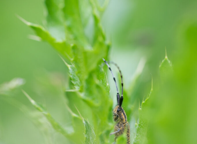 Agapanthie de l'Asphodélie / Agapanthia asphodeli
