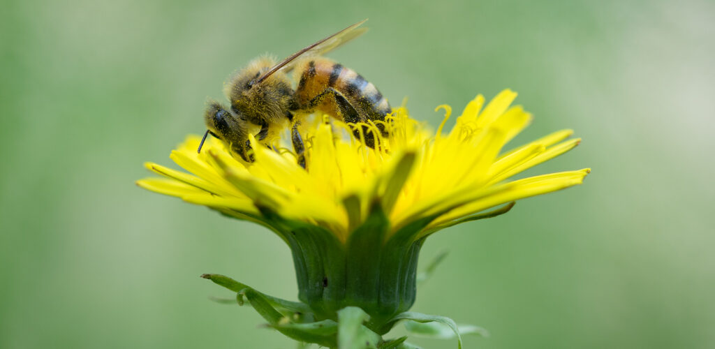 Abeille domestique / Apis mellifera