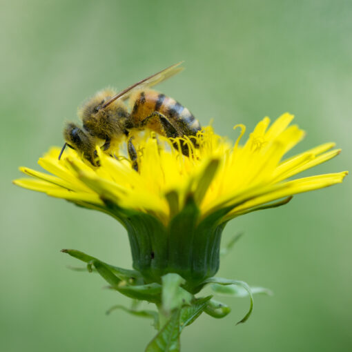 Abeille domestique / Apis mellifera
