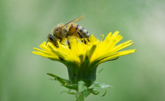 Abeille domestique / Apis mellifera