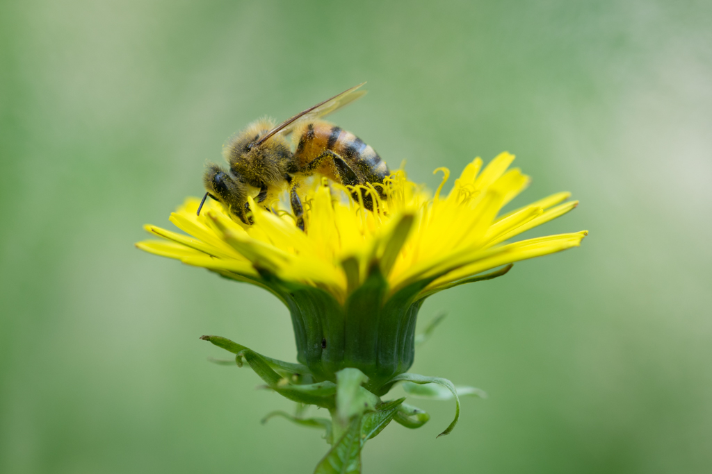 Abeille domestique / Apis mellifera