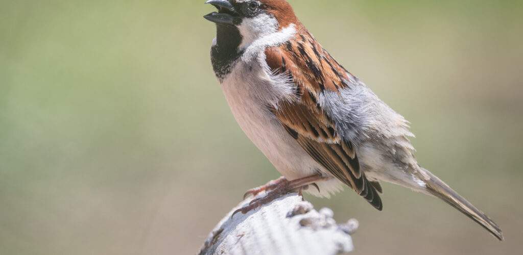 Moineau domestique / Passer domesticus