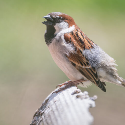 Moineau domestique / Passer domesticus