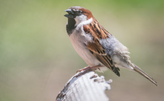 Moineau domestique / Passer domesticus