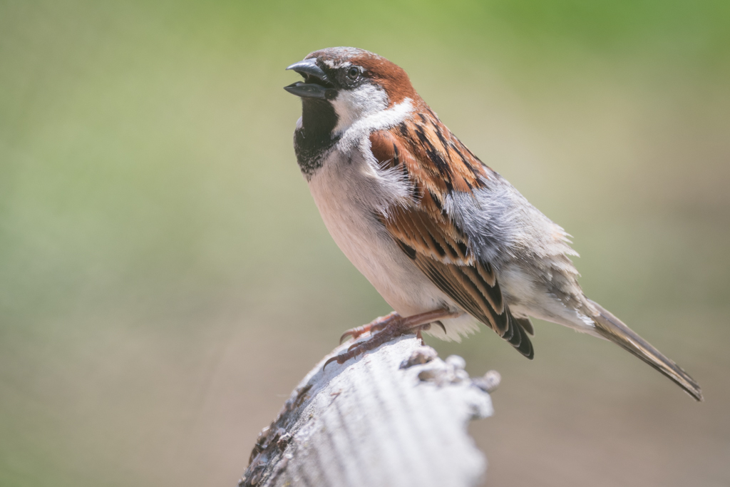 Moineau domestique / Passer domesticus