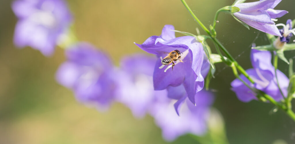 Abeille domestique / Apis mellifera