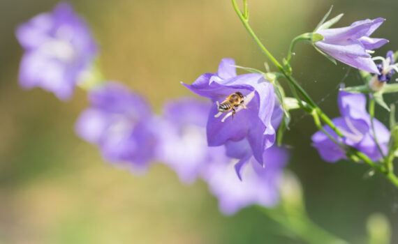 Abeille domestique / Apis mellifera