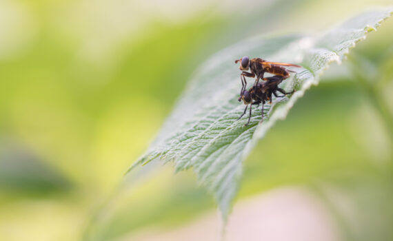 Mouche Anthomyie
